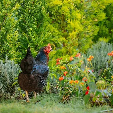 Bellapietra Αλακάτι